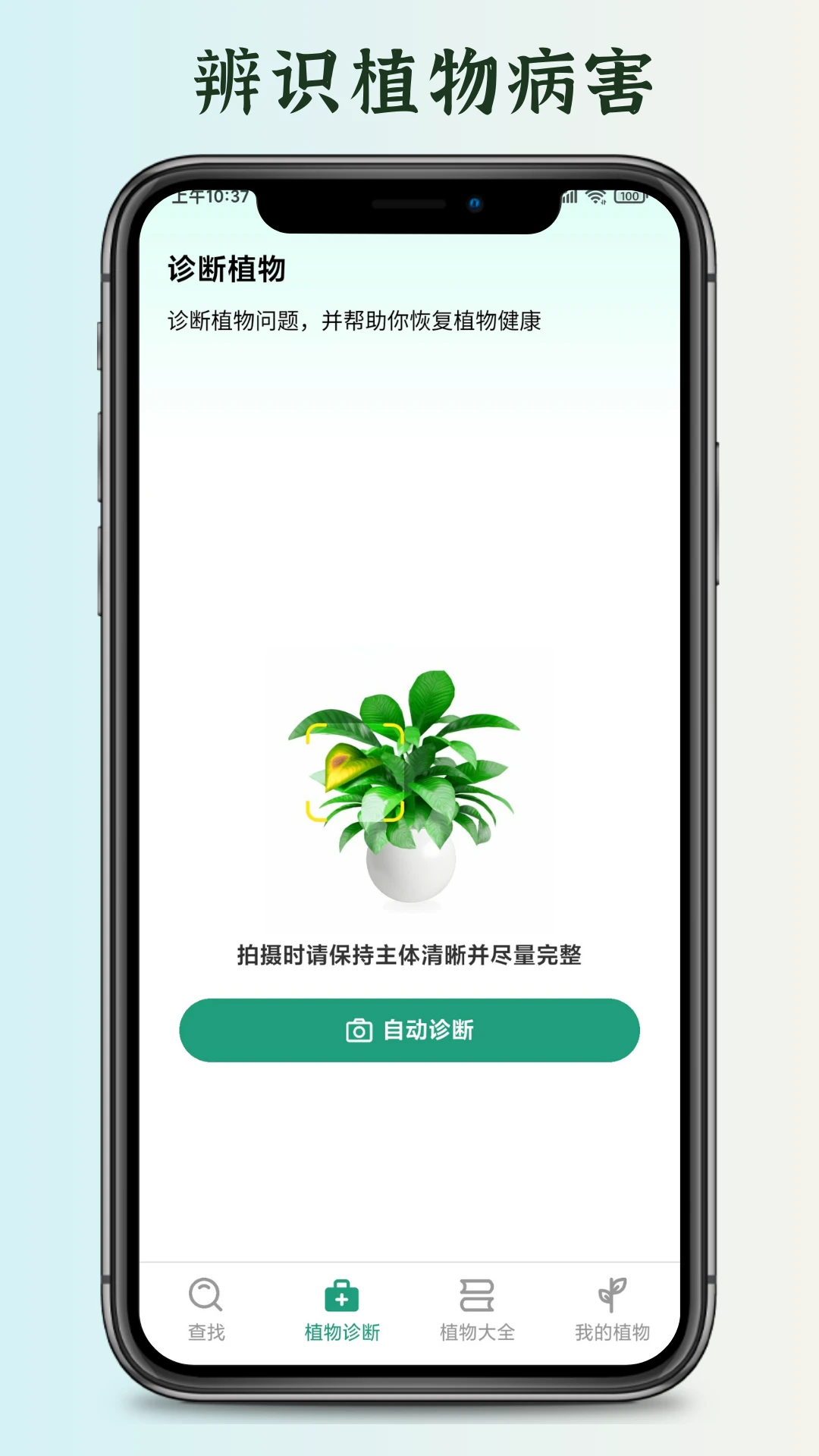 花草君图1