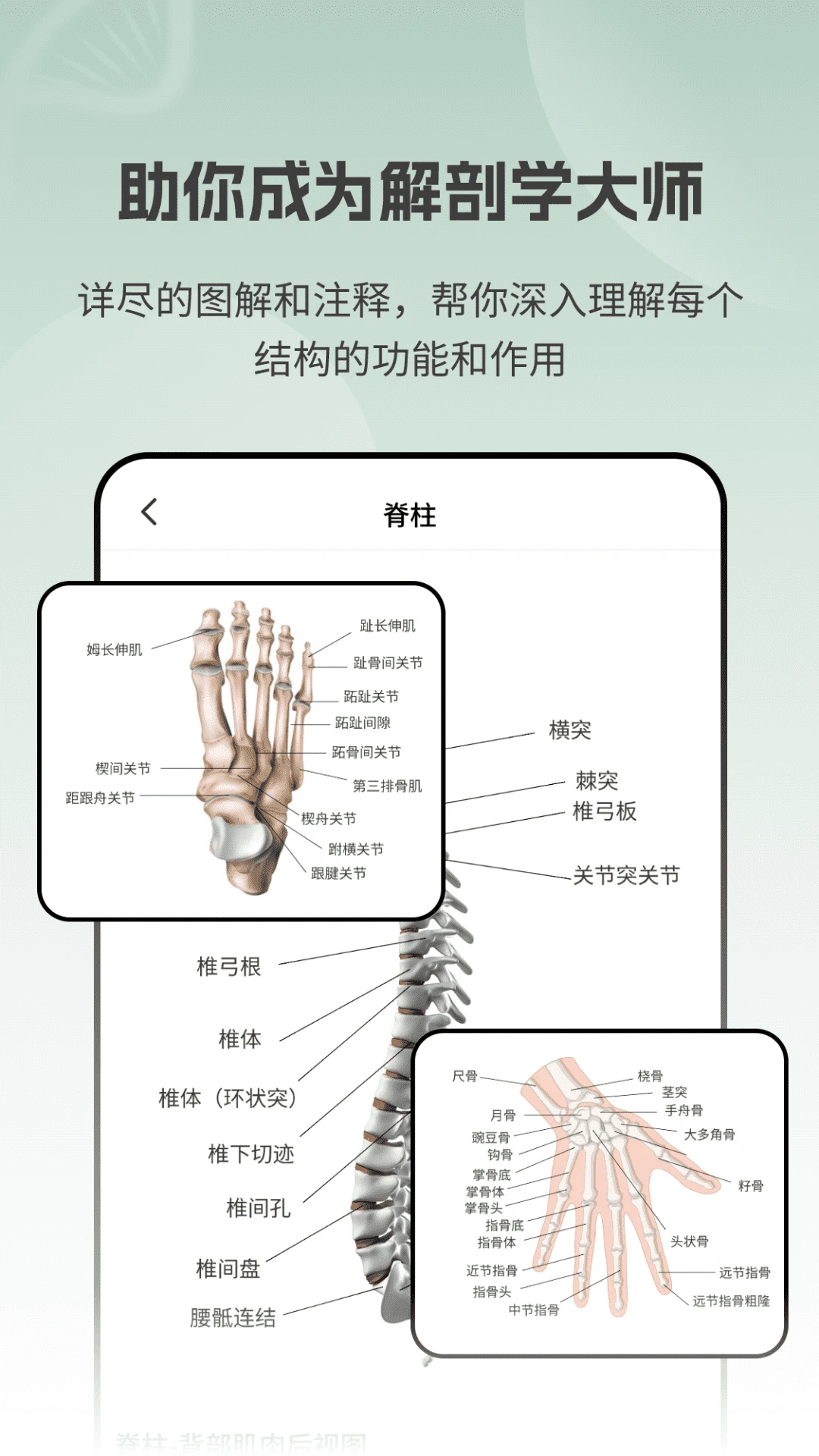 解剖模型Body