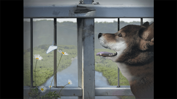 翌日-波奇狗的历险记-图2