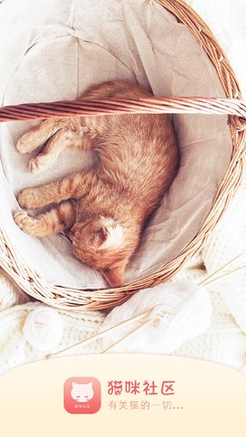 猫咪社区图1