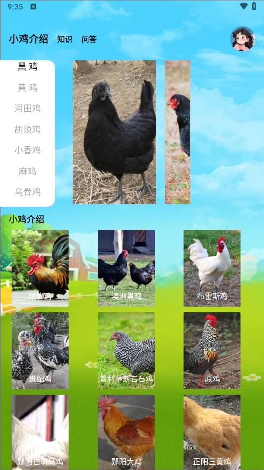 小鸡养殖模拟器图1