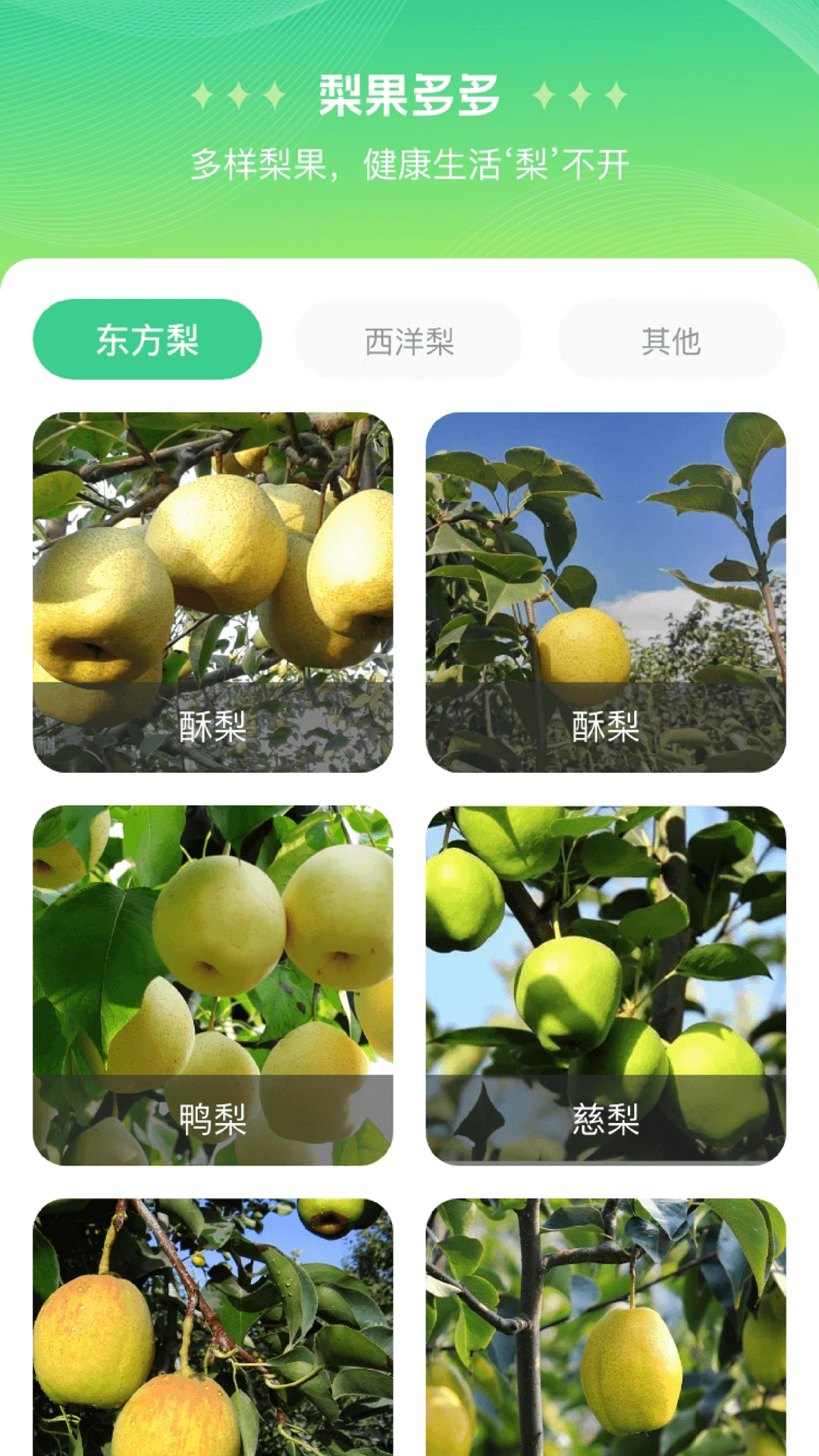 梨多点图2