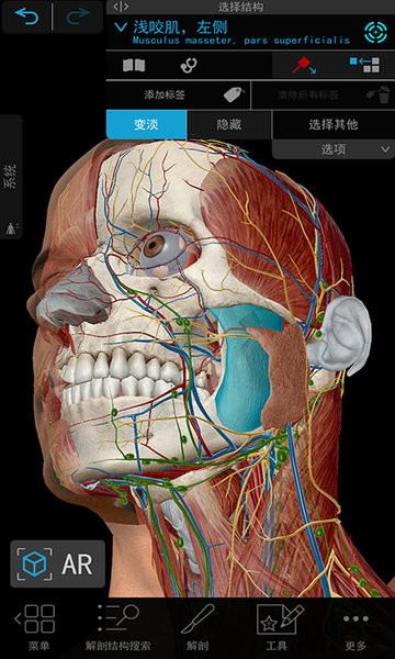 3D人体解剖图1