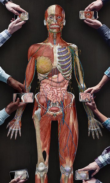 3D人体解剖图4