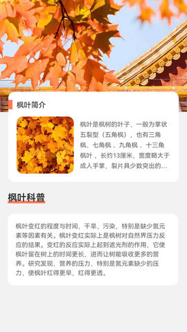 枫叶流量图3