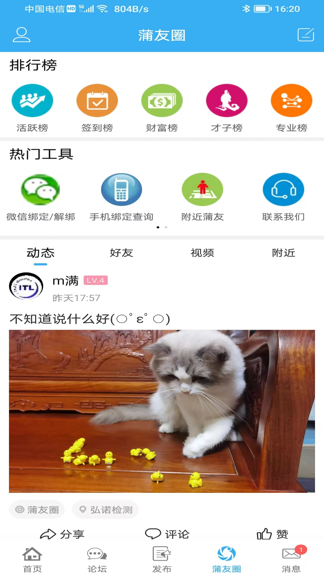 蒲公英图4