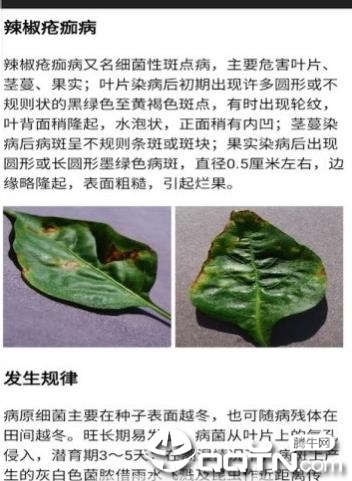 作物病害检测图2