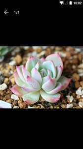 多肉成长记图4