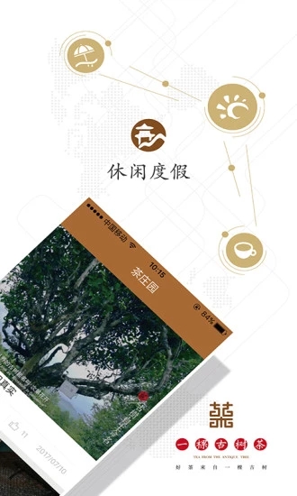 一棵古树茶图2