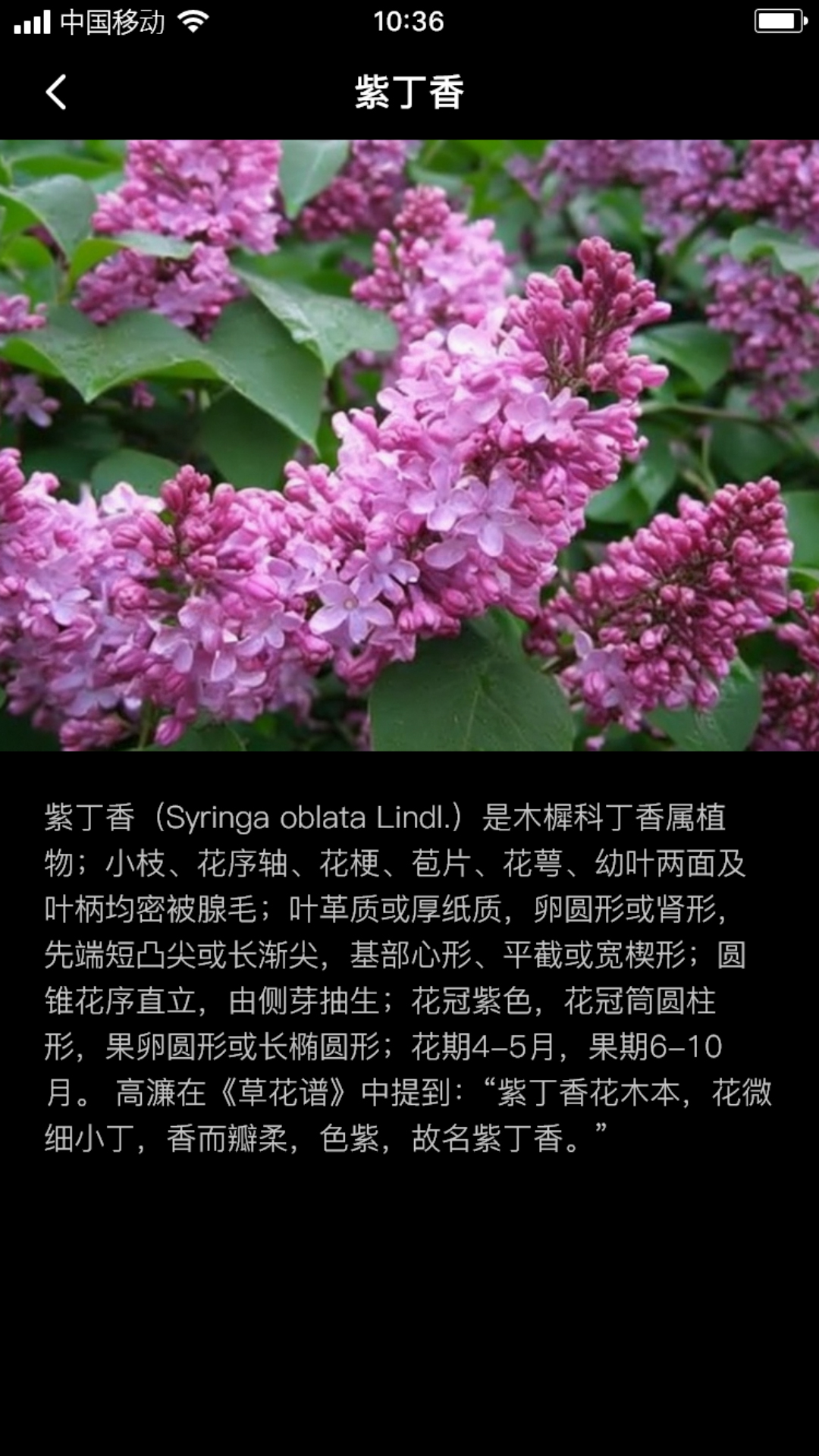 丁香花瓣图1