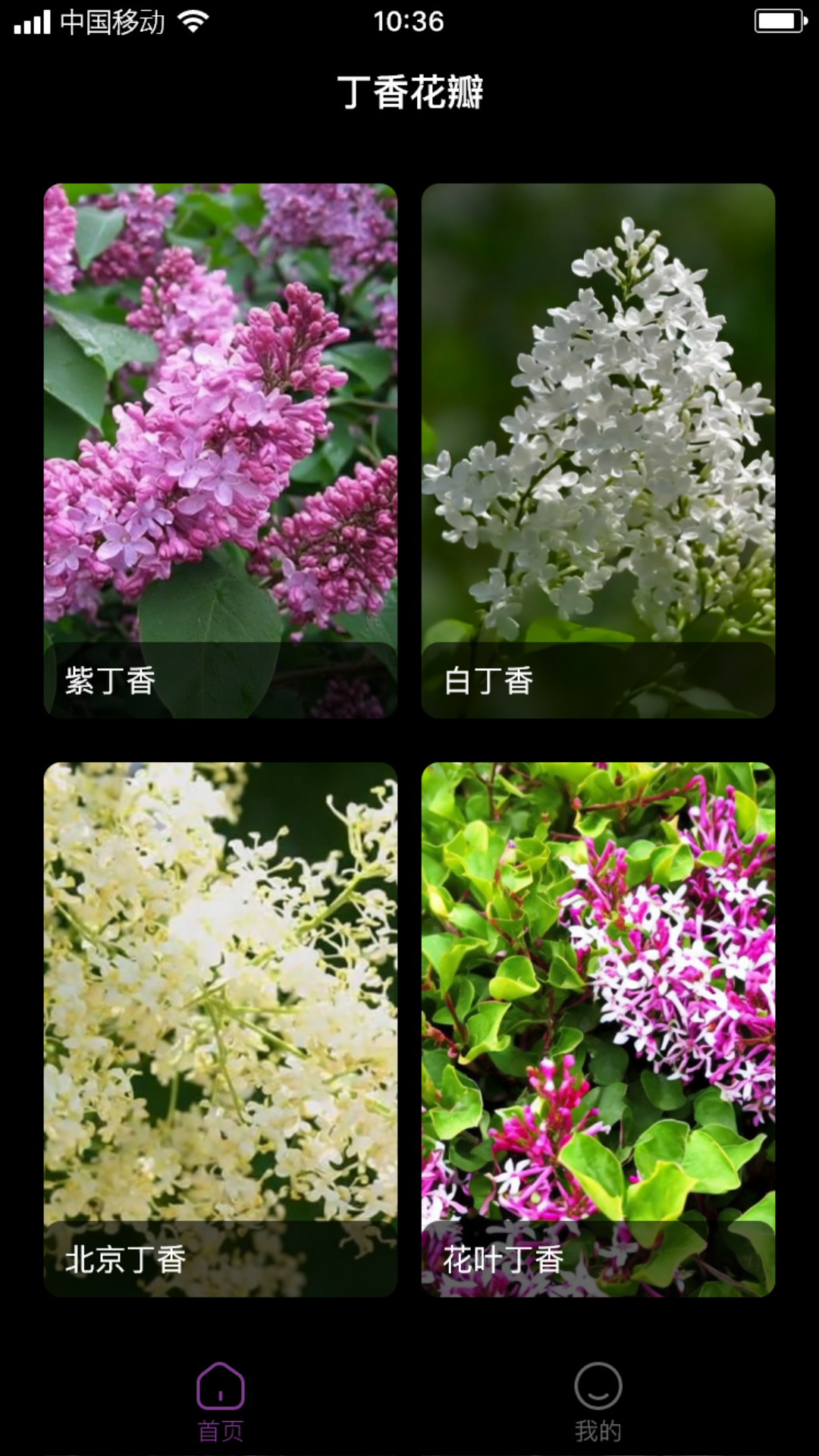 丁香花瓣图3