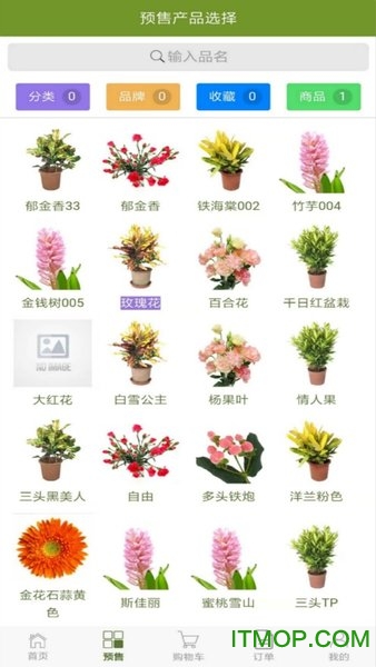 缤纷种苗图1