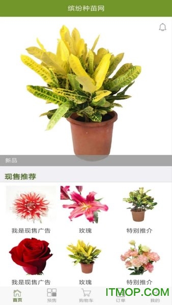 缤纷种苗