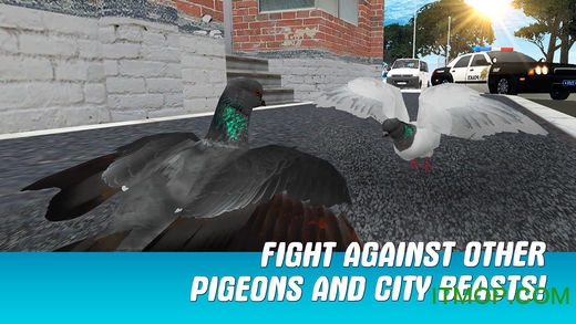 城市之鸽模拟3D破解版(City Bird Pigeon Simulator 3D)图1