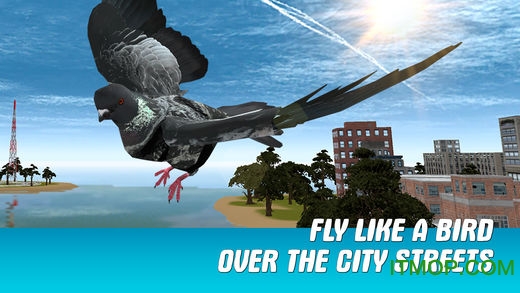 城市之鸽模拟3D破解版(City Bird Pigeon Simulator 3D)图2