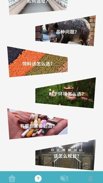 养殖猪猪世界图2