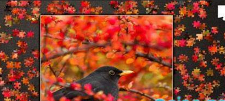 拼图秘密花园图3