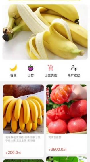 天蕉云果图2