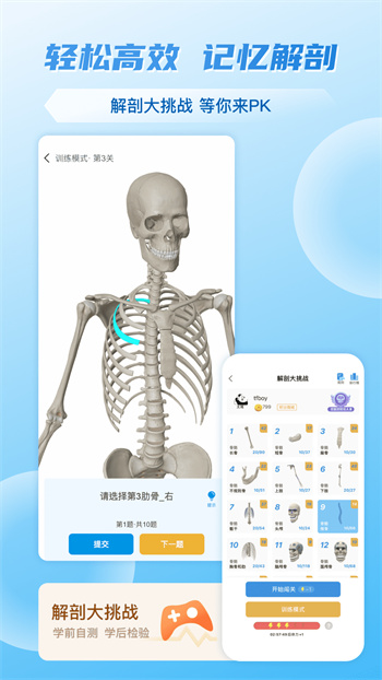 维萨里3D解剖图2