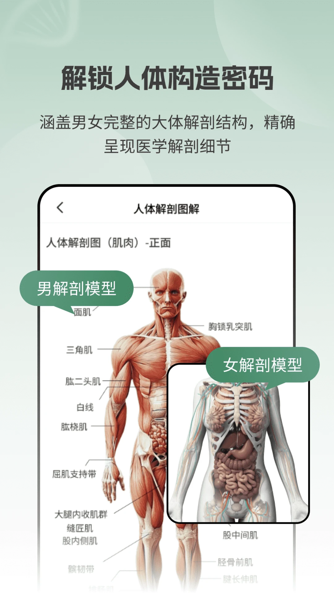 解剖模型Body图2