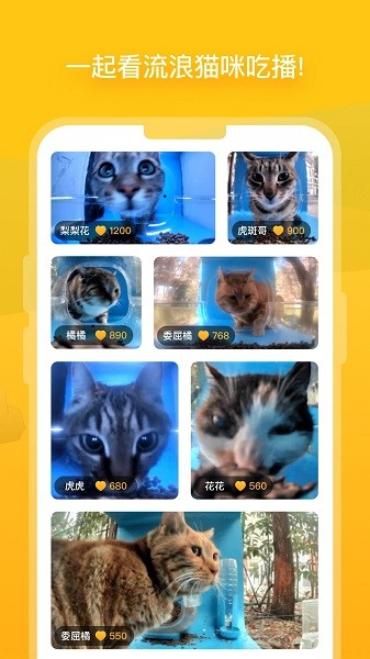 街猫图2