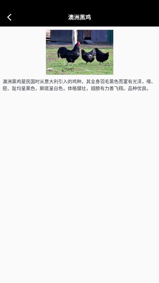 小鸡养殖模拟器图2