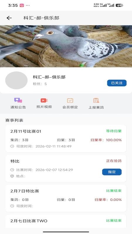 科汇赛鸽图2