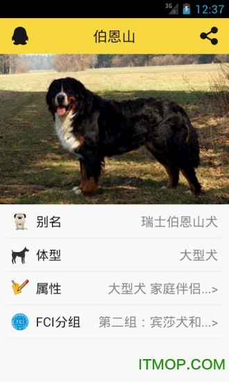 宠物狗狗助手