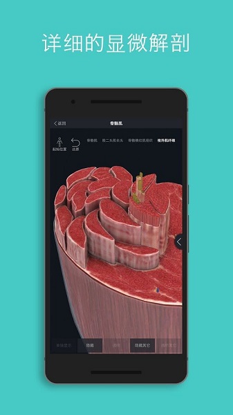 complete anatomy 2021汉化正式版图3