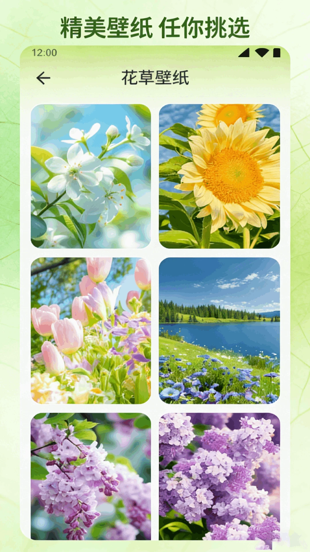 花朵小院趣植图4