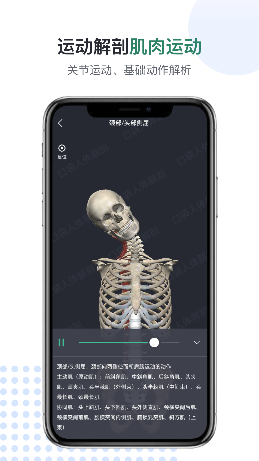 口袋人体解剖图4