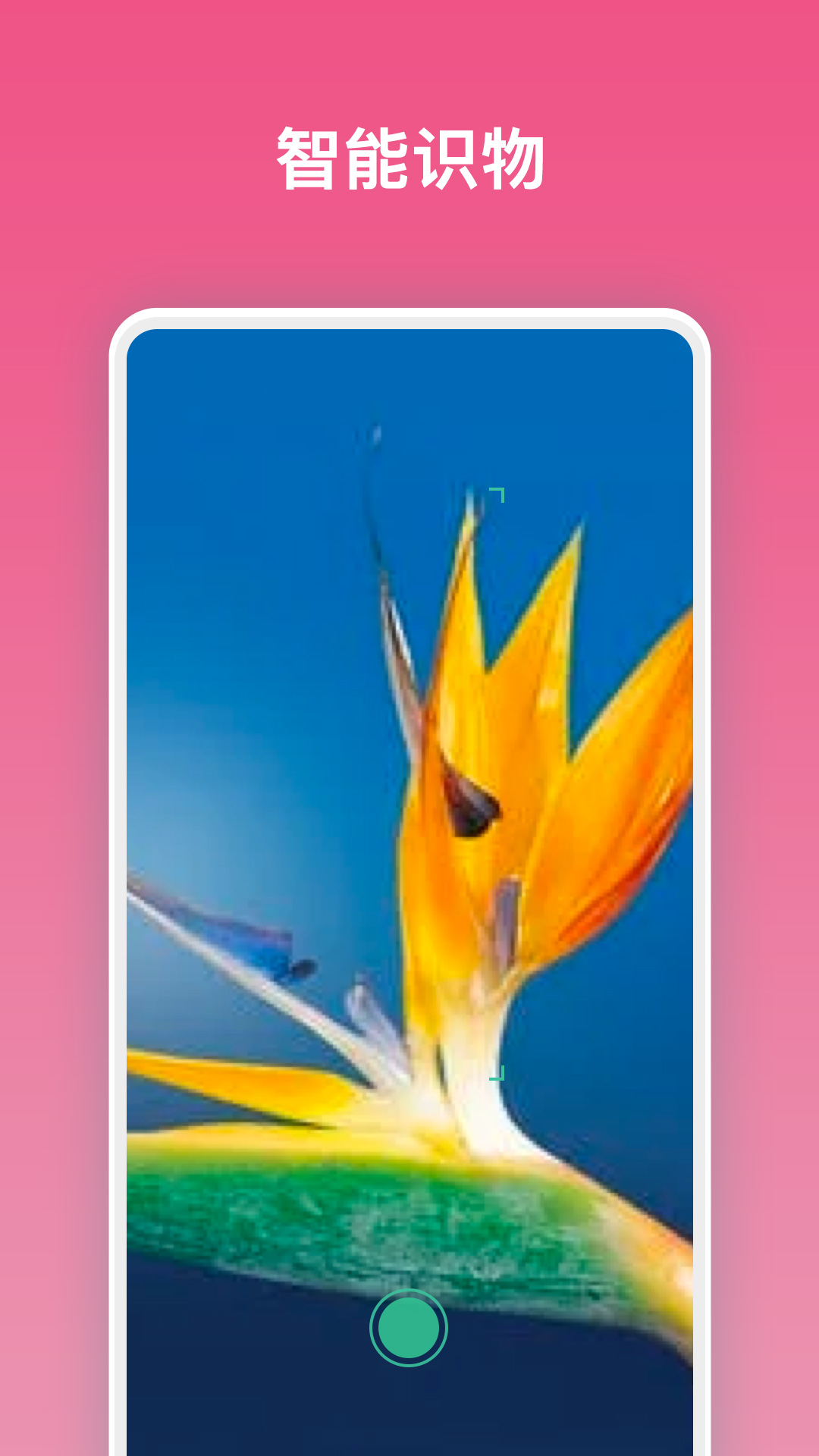 拍照识花图3