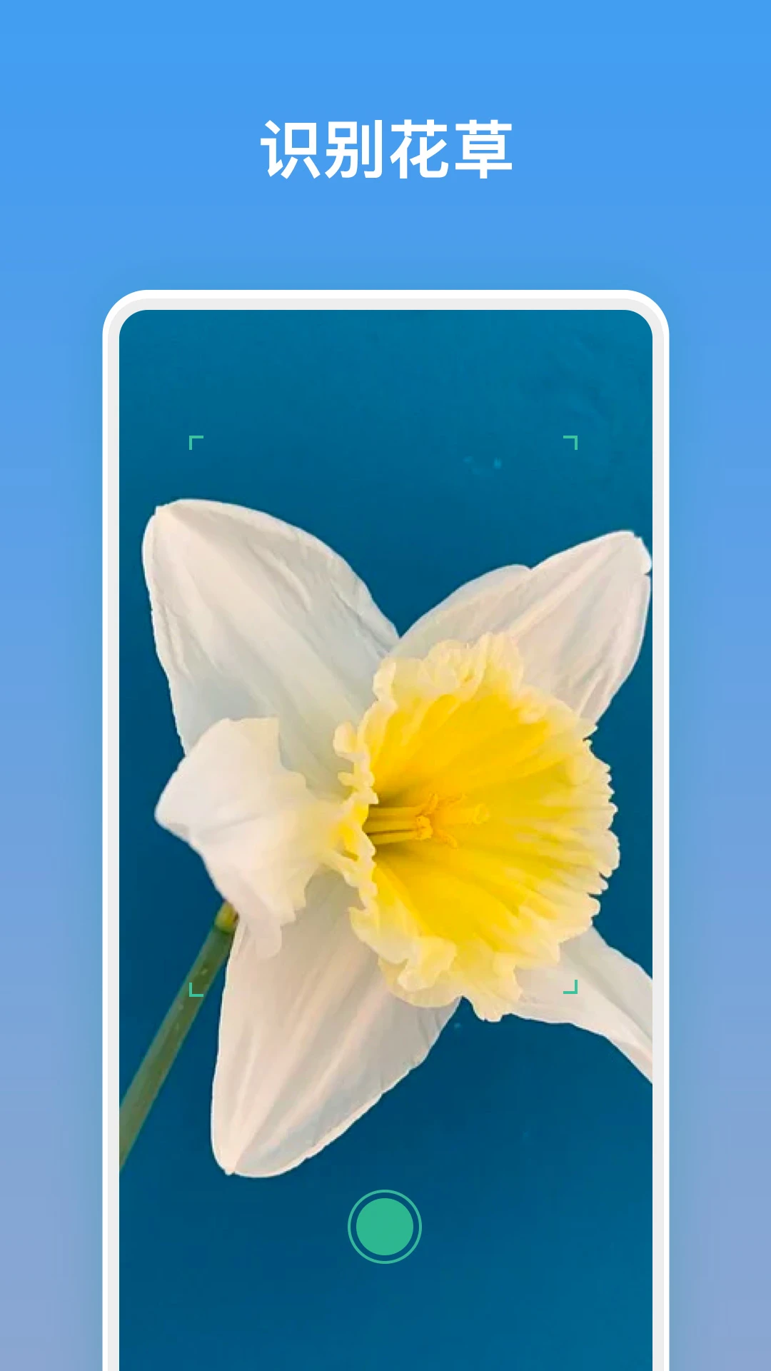 拍照识花图1