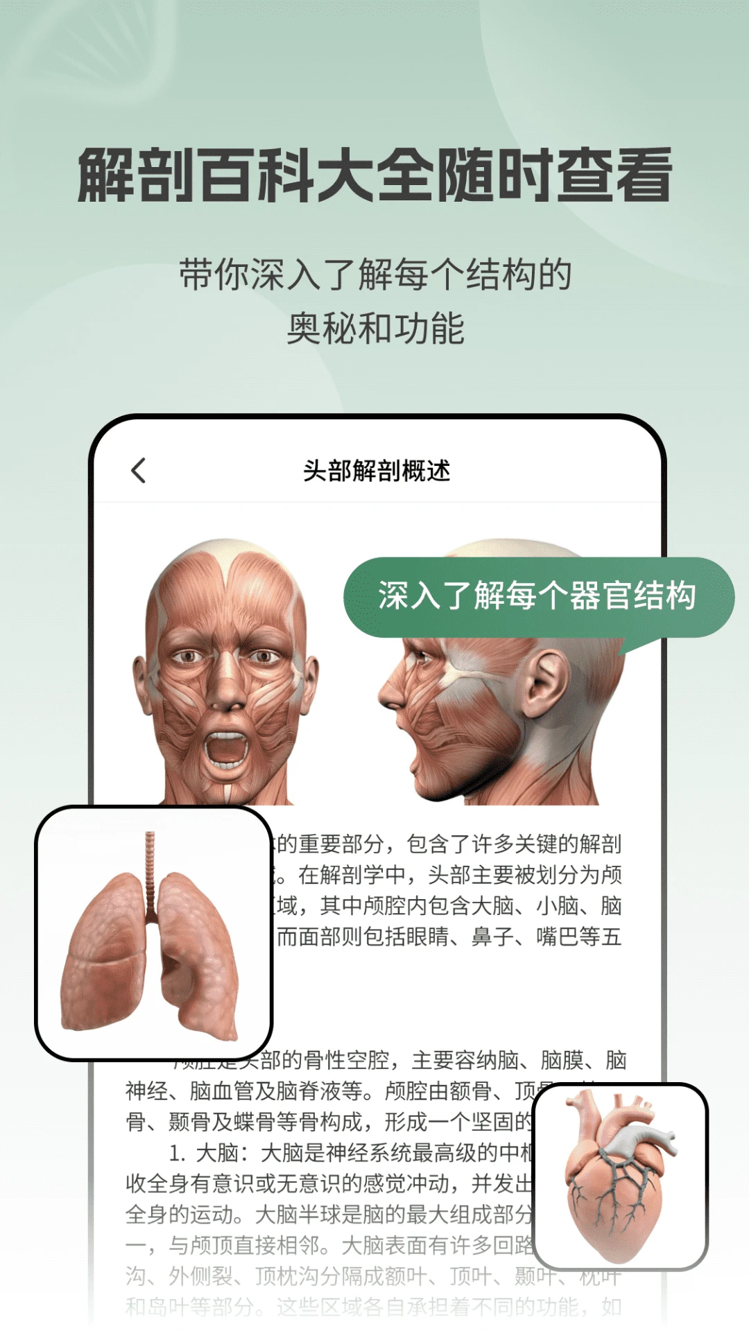 解剖模型Body图3