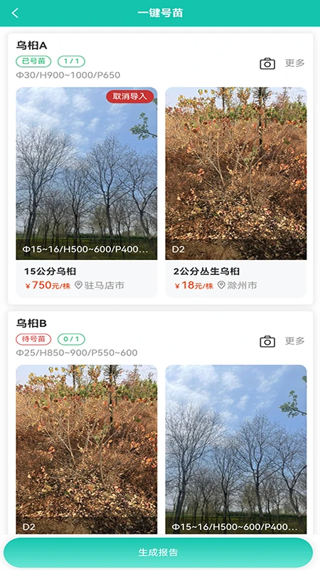 易号苗图3