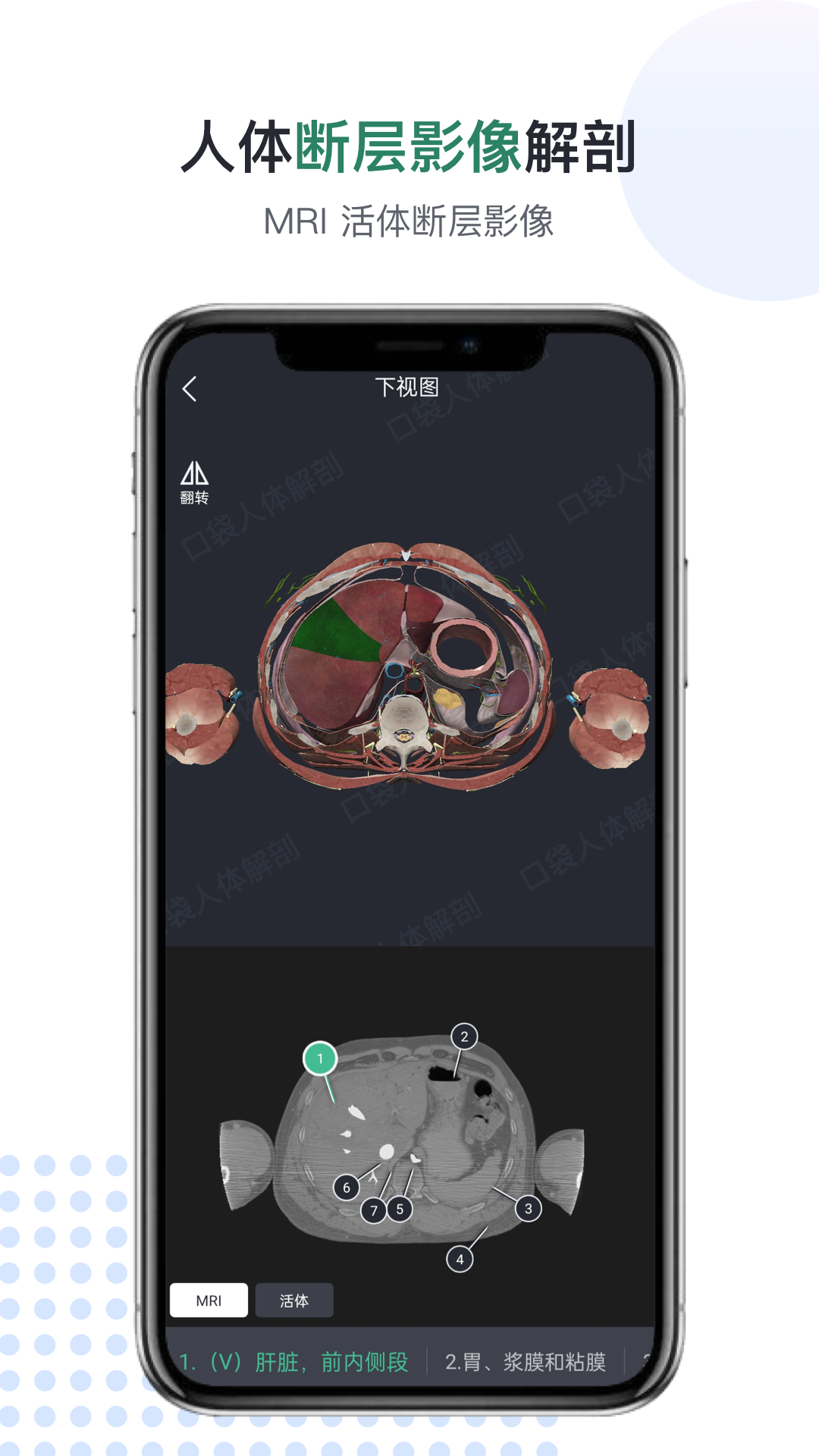 口袋人体解剖图2