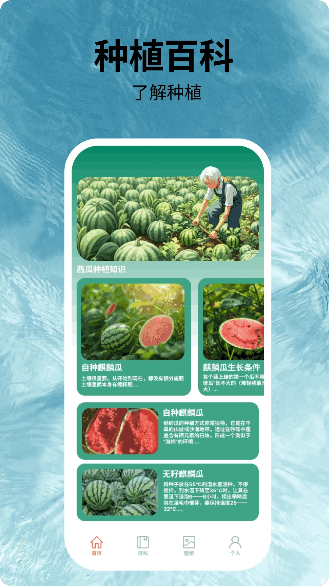 福运西瓜 福运西瓜