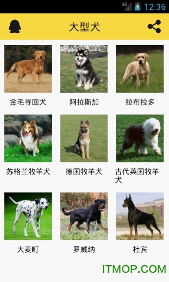 宠物狗狗助手图2