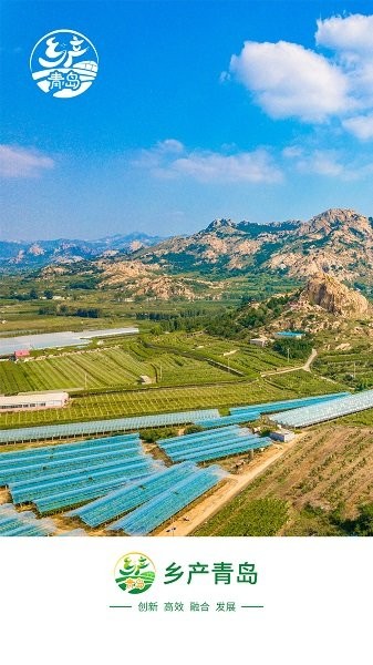 乡产青岛