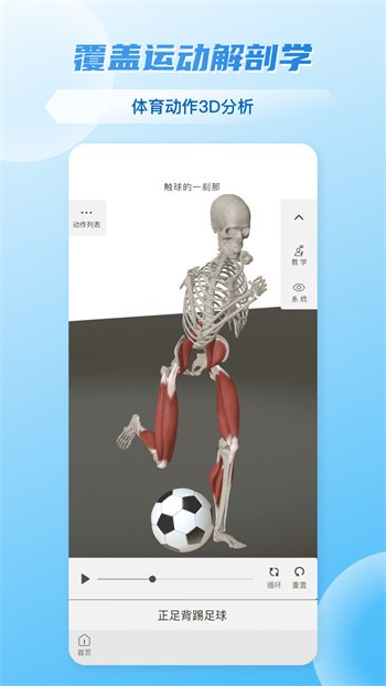 维萨里3D解剖图3