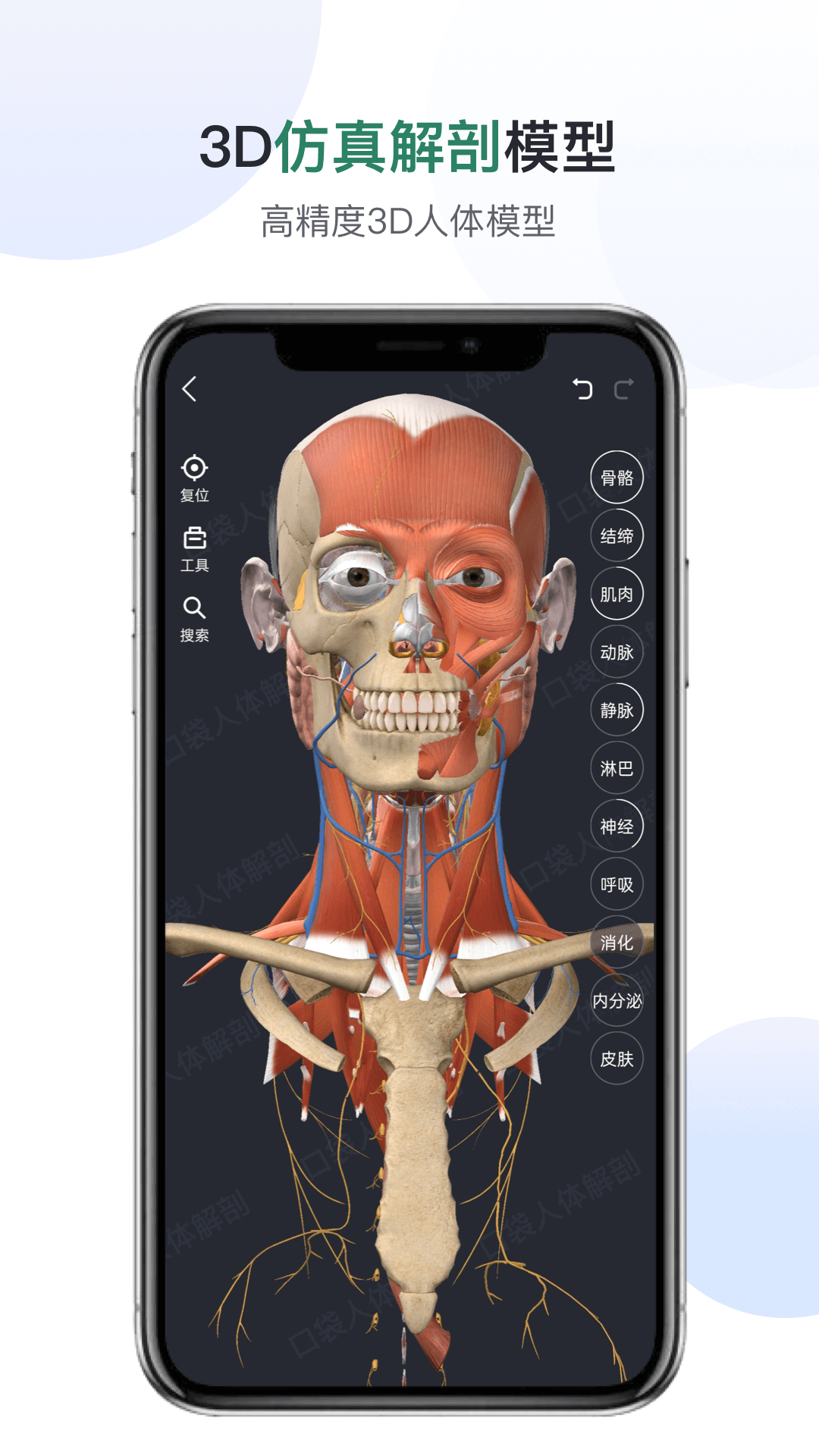 口袋人体解剖图1