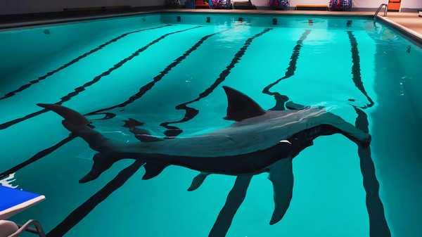 恐怖鲨鱼游泳池图3