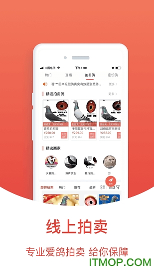 赛鸽头条搜鸽天下图2